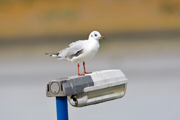 Kokmeeuw, Black-headed Gull, Larus ridibundus