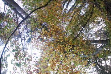 Natur, Landschaft, Herbst, Baum , Blätter , Schweiz, Wald, Reisen, Tourismus, Park , Grün, Travelling, Travel, Autmn, Autnm, Trip, Tourism,Switzerland, forest, tree, landscape, valley Mountain, Berg,