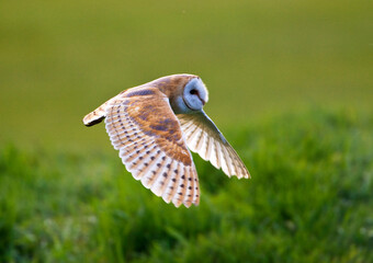 Kerkuil, Barn Owl, Tyto alba
