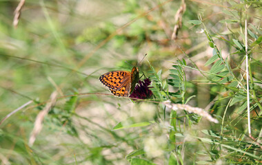 butterfly on a flower
