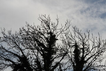 Natur, Landschaft, Herbst, Baum , Blätter , Schweiz, Wald, Reisen, Tourismus, Park , Grün, Travelling, Travel, Autmn, Autnm, Trip, Tourism,Switzerland, forest, tree, landscape, valley Mountain, Berg,