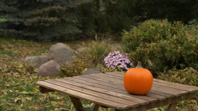 Pumpking and muple leaves on a table in a garden