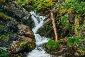 Scenic landscape with beautiful waterfall in forest among rich vegetation. Atmospheric woody scenery with fallen tree trunk in mountain creek. Spring water among wild plants and mosses on rocks.