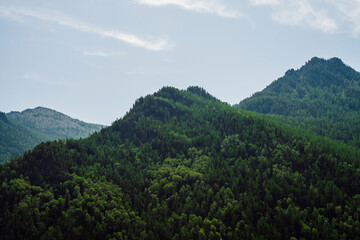 Awesome scenic view to green mountains completely covered by forest under clear blue sky. Lush green hill top in sunny day. Wonderful vivid alpine landscape with wood hills. Colorful highland scenery.