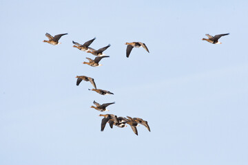 Kolgans, Greater White-fronted Goose, Anser albifrons
