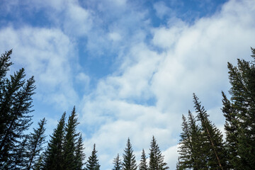 Silhouettes of fir tops on background of clouds. Atmospheric minimal forest scenery. Tops of green coniferous trees against cloudy blue sky. Nature backdrop with firs and sky. Woody mystery landscape.
