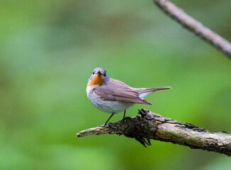 Fototapeta premium Red-breasted Flycatcher, Kleine Vliegenvanger, Ficedula parva