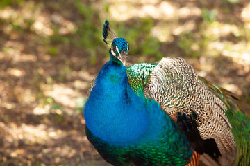 peacock in the park outdoors