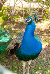 peacock in the park outdoors