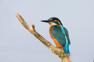 IJsvogel, Common Kingfisher, Alcedo atthis