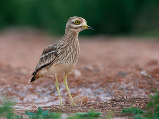 Eurasian Stone-Curlew, Burhinus oedicnemus