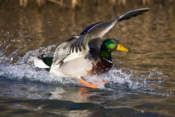 Wilde Eend, Mallard, Anas platyrhynchos