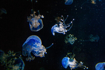 jellyfish in the aquarium