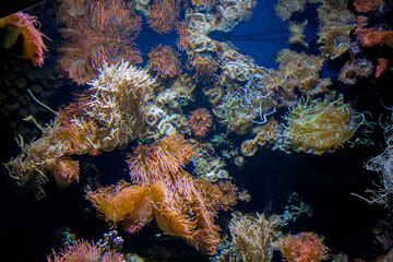 Plakat coral reef in aquarium