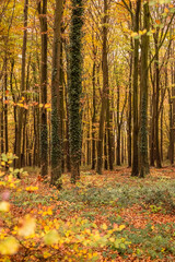 Woodland Walk November 2020
