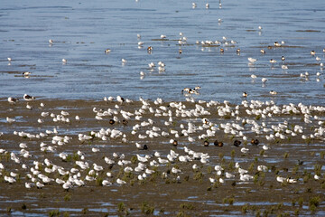Hoogwatervluchtplaats, tidal mudflats