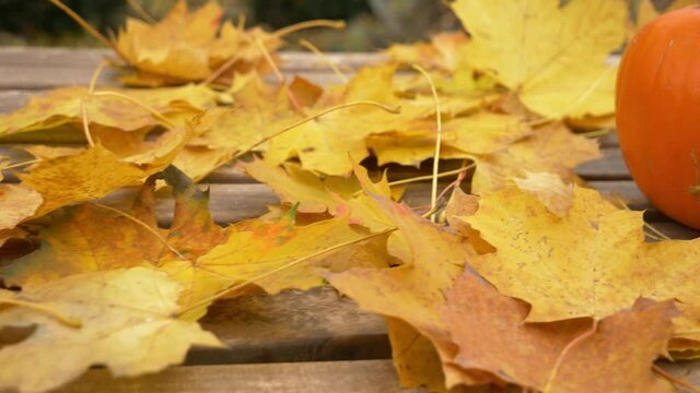 Pumpking and muple leaves on a table in a garden