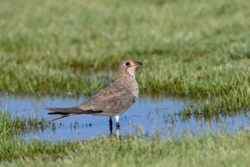 Collared Pratincole, Glareola pratincola