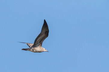 Obraz premium Audouin's Gull, Ichthyaetus audouinii