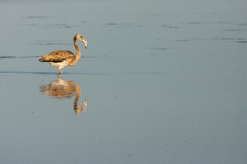 Greater Flamingo, Flamingo, Phoenicopterus roseus