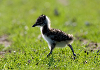 Kievit, Northern Lapwing, Vanellus vanellus