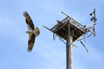 With a live feed webcam over their nest in Fort Myers Beach.  An osprey with wings spread wide fly...