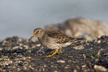 Purple Sandpiper, Paarse Strandloper, Calidris maritima