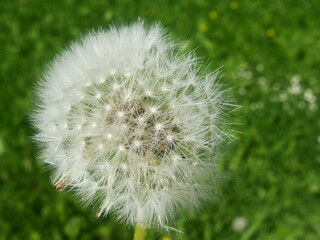 Pusteblume