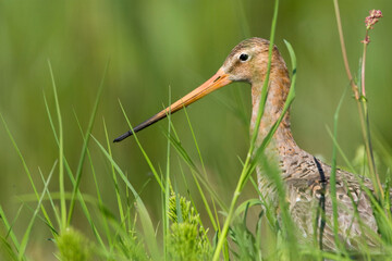 Grutto, Black-tailed Godwit, Limosa limosa