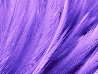 Beautiful abstract purple feathers on dark background, blue feather texture on black pattern, purple background, colorful feather wallpaper, love valentines day, dark texture