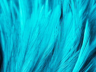 Beautiful abstract blue feathers on dark background and black feather texture on blue pattern and blue background, feather wallpaper, blue banners, love theme, valentines day, dark texture