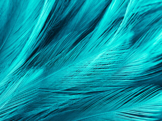Beautiful abstract blue feathers on dark background and black feather texture on blue pattern and blue background, feather wallpaper, blue banners, love theme, valentines day, dark texture