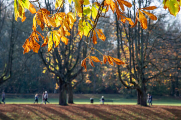 people walking in a park, focus on the foreground foliage, blurred background, autumn colors