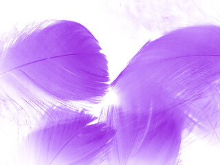 Beautiful abstract purple feathers on white background and soft white feather texture on dark pattern and purple background, colorful feather wallpaper, love valentines day