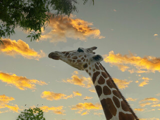 
Giraffe looking up and eating at sunset 3
