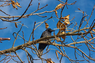 A crow sits on a chestnut branch in the town square.