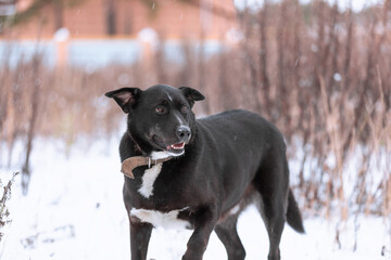 A large mixed-breed sheepdog stares off against a winter backdrop. Copy space. The dog's eyes search for its owner. Adoptable Dogs in Local Shelter. Hoping for adoption.