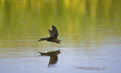 Common Swift, Gierzwaluw, Apus apus