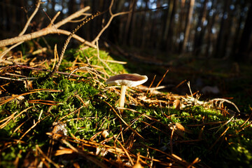 Pilse im Wald