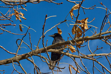 A crow sits on a chestnut branch in the town square.