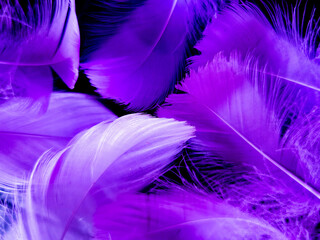 Beautiful abstract purple feathers on dark background, blue feather texture on black pattern, purple background, colorful feather wallpaper, love valentines day, dark texture