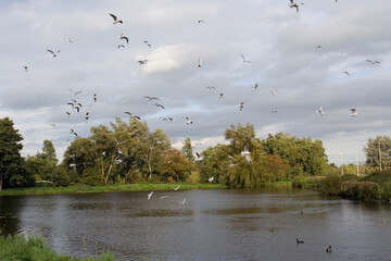 Black-headed Gull, Kokmeeuw, Larus ridibundus