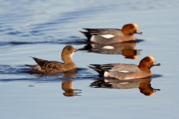 Smient, Eurasian Wigeon, Anas penelope