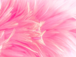 Beautiful abstract light pink feathers on white background,  white feather frame texture on pink...