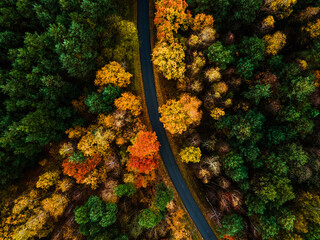 Curvy Winding Road in Forest with Colourful Foliage in Autumn Season. Aerial Drone Top Down View