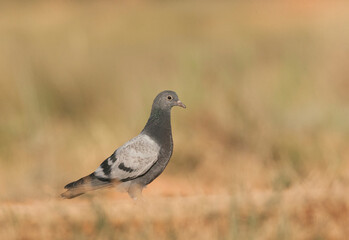 Rock Pigeon, Columba livia