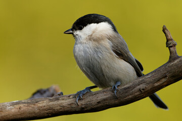 Fototapeta premium Sumpfmeise