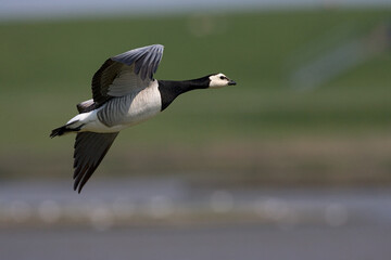 Barnacle Goose, Brandgans, Branta leucopsis