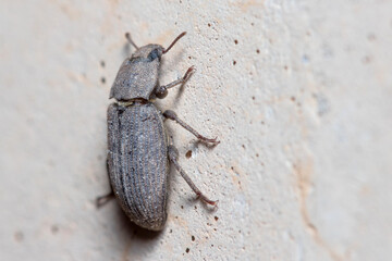 Scleron armatum beetle climbing a wall on a sunny day