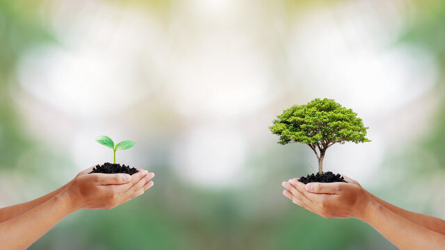 Two human hands holding small and big trees on blurred green background according to world environment day and environmental conservation concept.